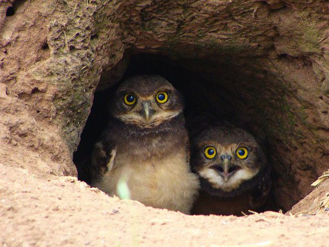 Coruja Burarqueira Itaipuaçu