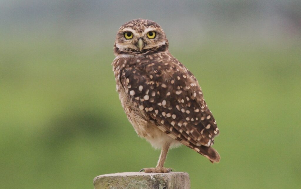 Coruja Buraqueira de Itaipuaçu